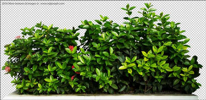 Png Ixora Coccinea Garden Plants Texture 00004