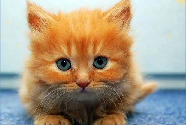 The Best Cat Names Cool Cat Names