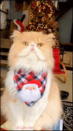 Xmas Cat GIF • Santa cat doing a magic trick with his hat, haha! [ok-cats.com]