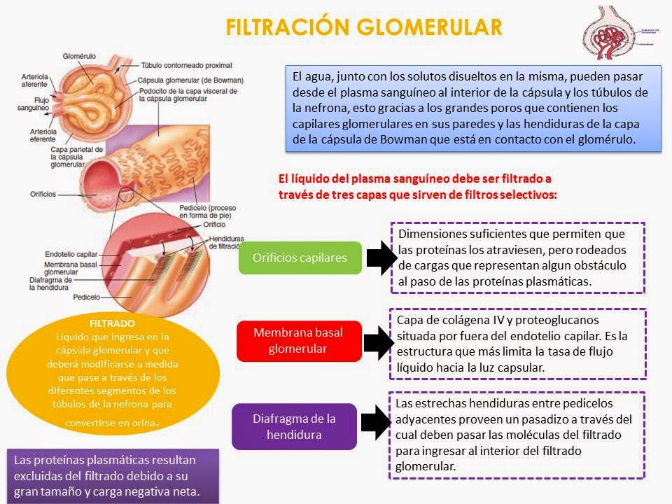 BLOG DE FISIOLOGIA BASICA DE MARIA GUADALUPE ORTEGA PEREZ: FILTRACIÓN ...