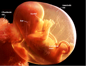 O feto possui um espírito ativo que influencia na formação do bebê. Vida intrauterina