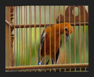 Cara Perawatan Anis Merah Agar Cepat Bunyi Ngeplong Dan Teler