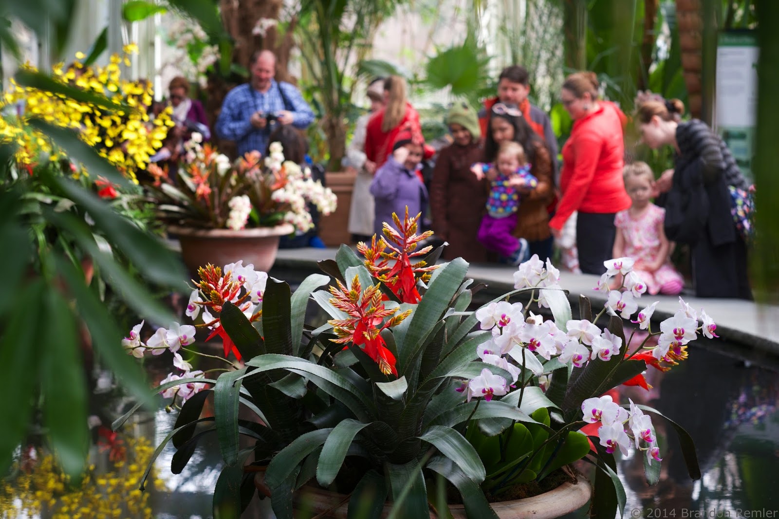 Thoughts From My Camera Bronx Botanical Garden Orchid Show