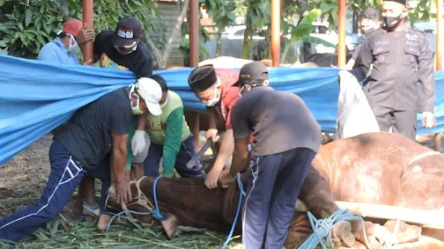 30 Tahun Jadi Tukang Jagal, Parang Mendadak Tumpul Sembelih Hewan Kurban 30 Tahun Jadi Tukang Jagal, Parang Mendadak Tumpul Sembelih Hewan Kurban