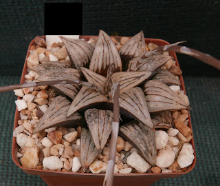 Haworthia mutica 