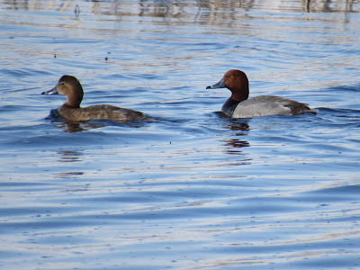 Lower Klamath National Wildlife Refuge