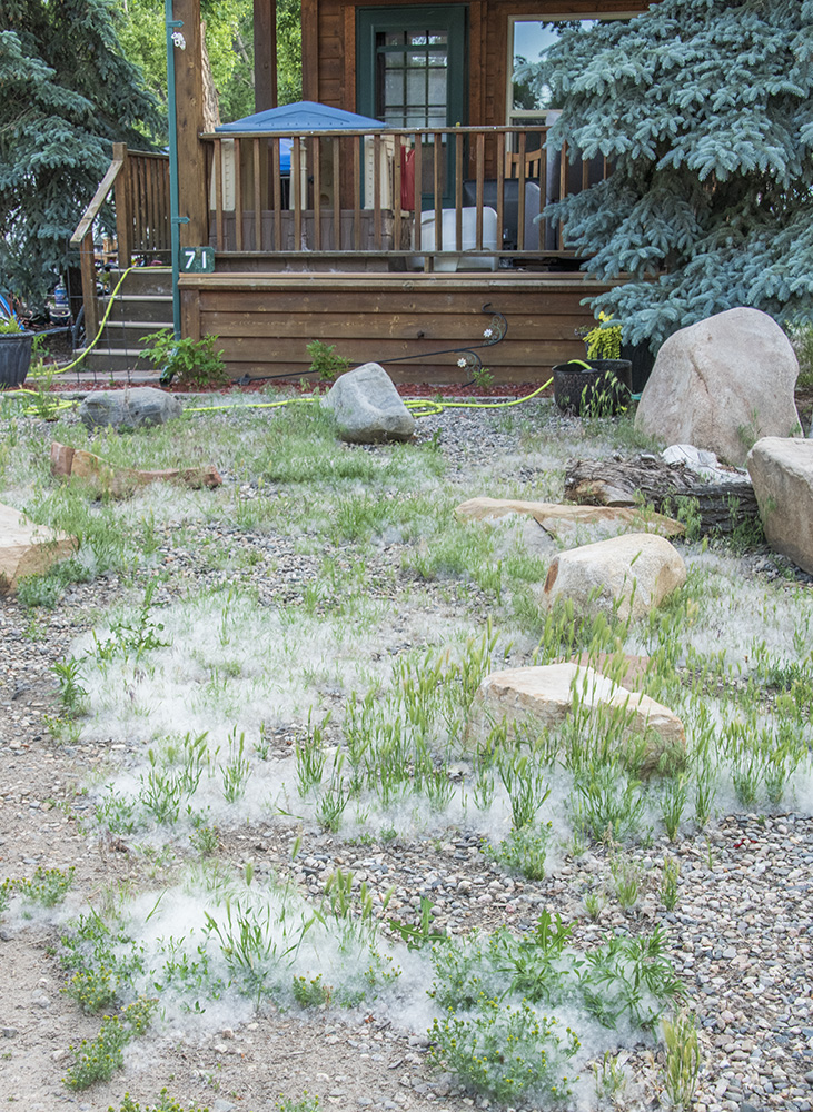 Merikay's Dream Cottonwood Fluff