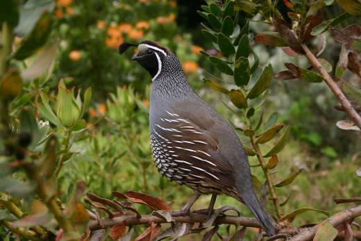 What Do Quails Eat - The Truth, Revealed - Medical ePapers