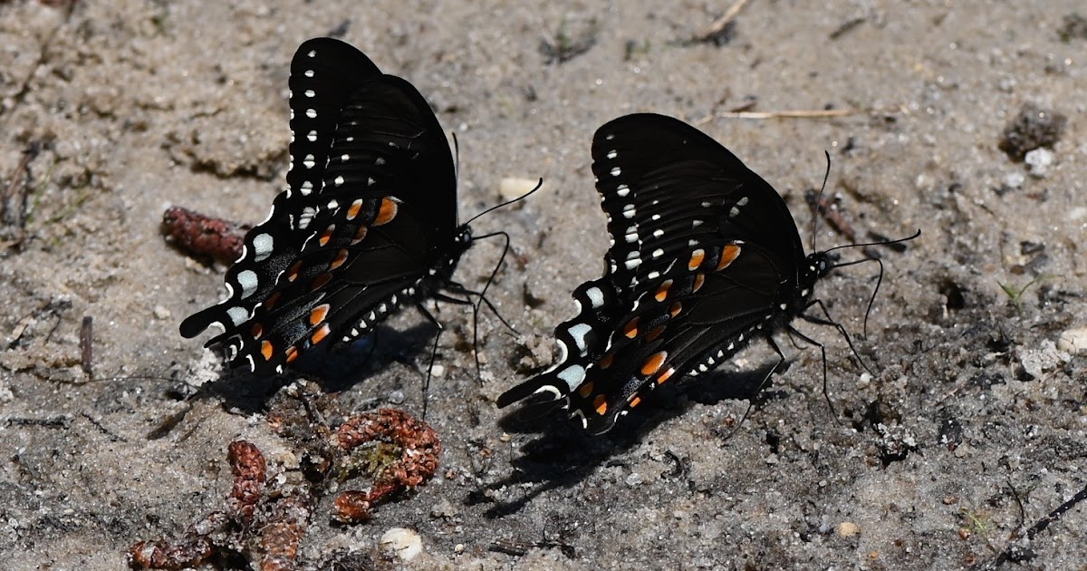Urban Wildlife Guide Puddling Butterflies
