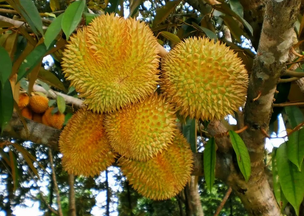 bibit pohon durian montong kualitas terbaik Mojogedang