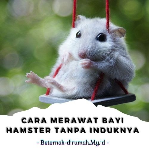 Cara Merawat Bayi Hamster Tanpa Induknya BeternakDirumah