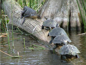 Animals - Shoot at Correct Time Seen On www.coolpicturegallery.us