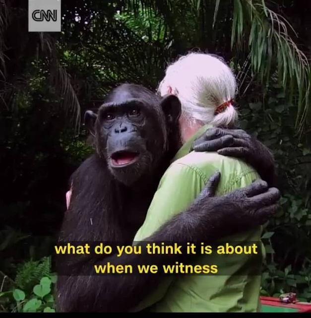 Chimpanzee hugging woman