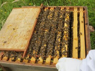 a colony of bees
