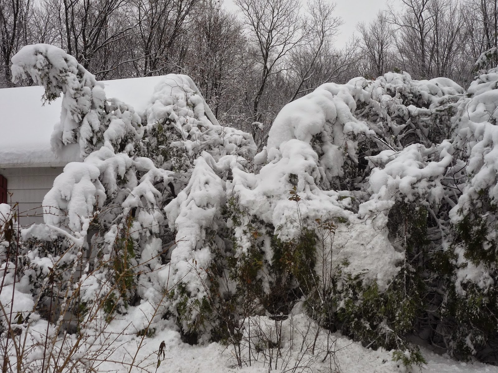 Weather in Vermont Dec 2014 Snowstorm South Burlington, Vermont