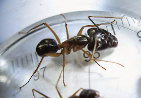 The large headed major worker of Camponotus sp