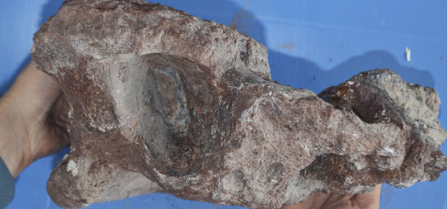 The earliest titanosaur in the world discovered in Patagonia