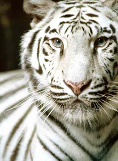 Funny White Tiger Funny White Tiger