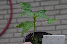 Papaya -  vom Kern zur Pflanze