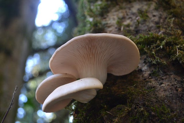 white shelves on a living trunk