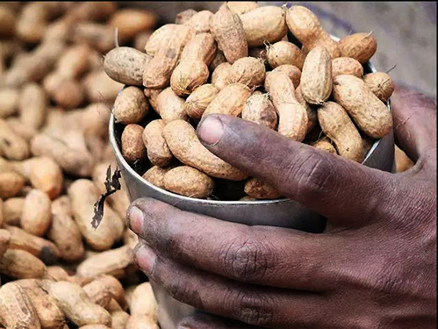 Peanut crop APMC market price fall due to groundnut crop Sales from agriculture in Gujarat the village also declined