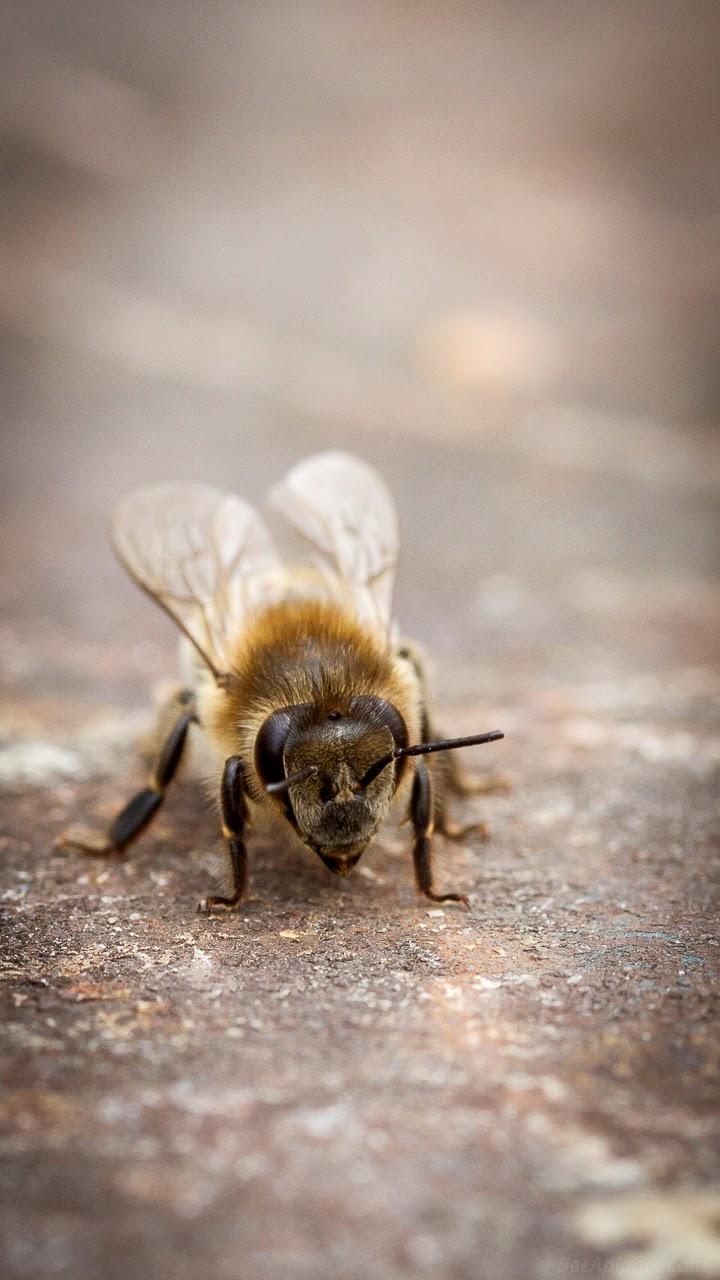Beekeeping Wallpapers for Smartphones 720x1280 Part