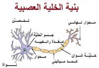 بنية الخلية العصبية