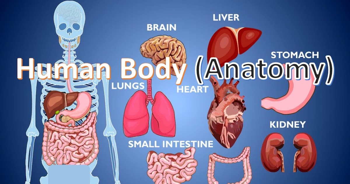 HUMAN BODY (ANATOMY)