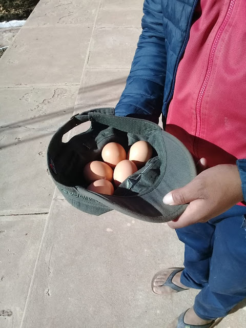 Die ersten Eier der Pfarrhühner, trotz Kälte. Gleich gibt es eine Belohnung. Der neue Hahn hat sich ausgezahlt