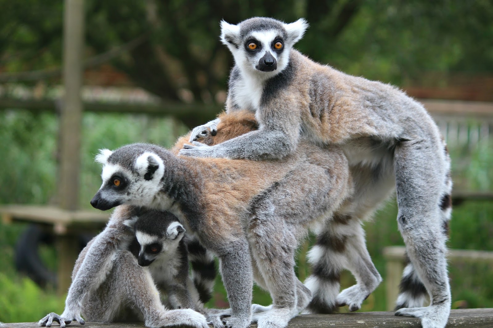 Isle Of Man Photo Diary lemurs wildlife park 
