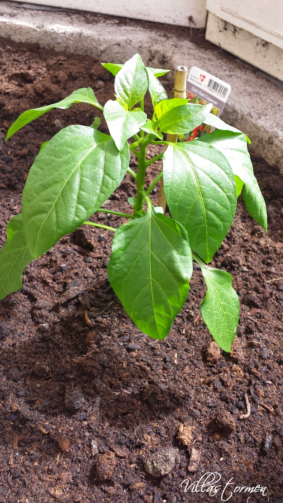 Villastormen Tomatplantorna har flyttat Villastormen Tomatplantorna har flyttat