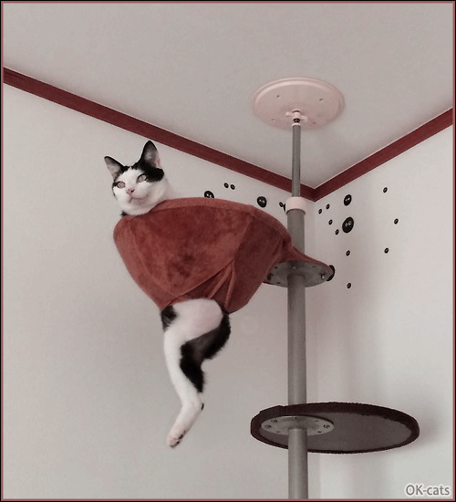 Art Cat GIF with caption • Funny cat with swinging hind legs. “WHAT?” Art Cat GIF with caption • Funny cat with swinging hind legs. “WHAT?”
