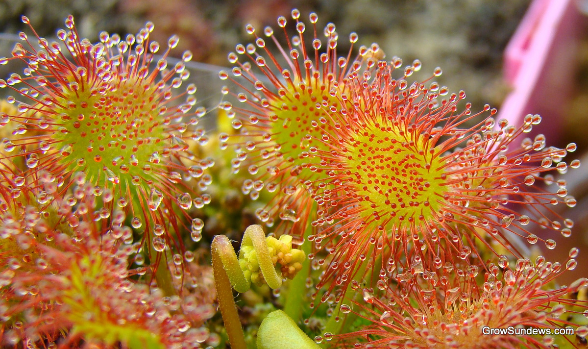 Deltoid leaved dew plant