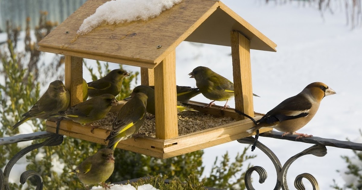 Comment faire une mangeoire à oiseaux facilement ?