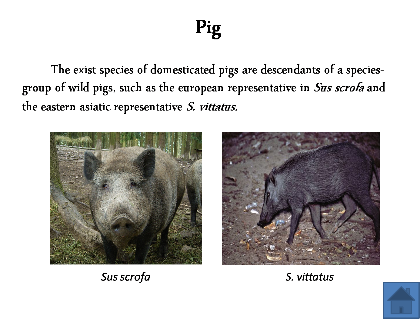 Animal Science and Technology: Meat Science "the origin of meat and