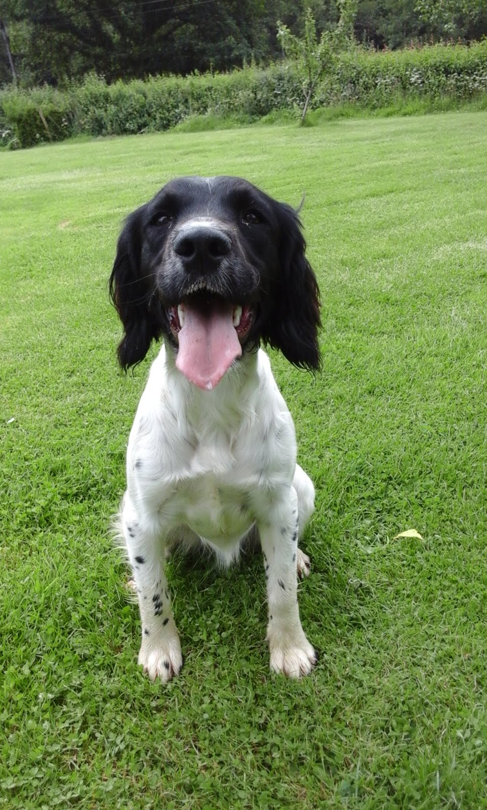 Gertie - Springer Spaniel