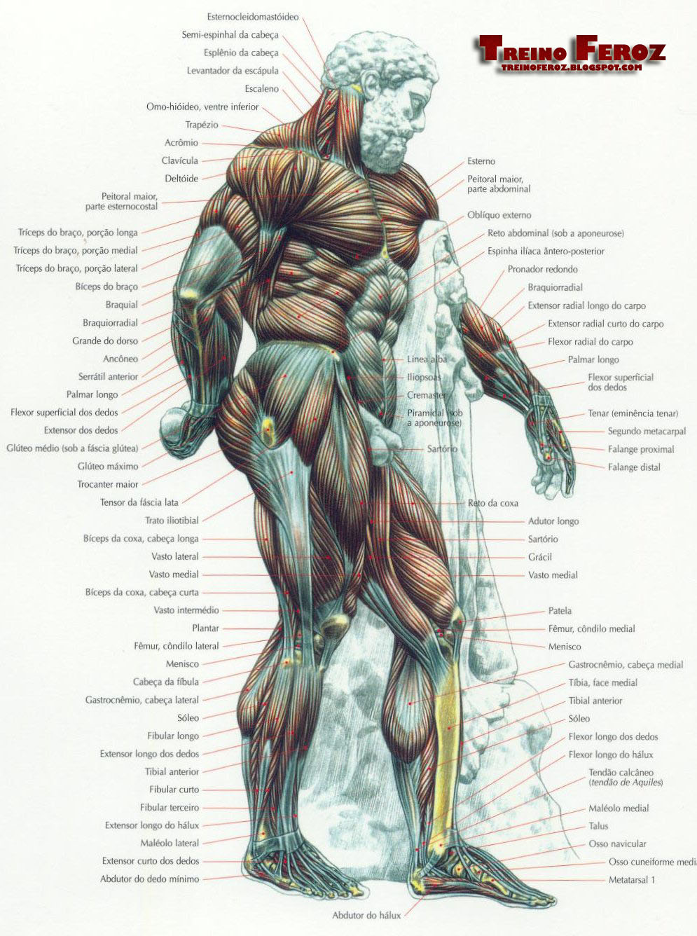 Mapa dos musculos ~ Treino Feroz