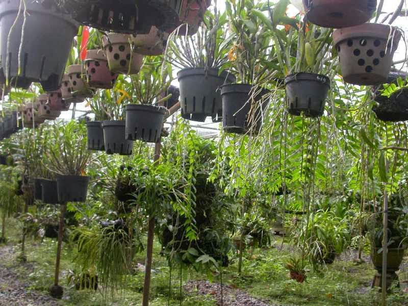 [Image: may-phun-suong-cho-vuon-lan-23.jpg]