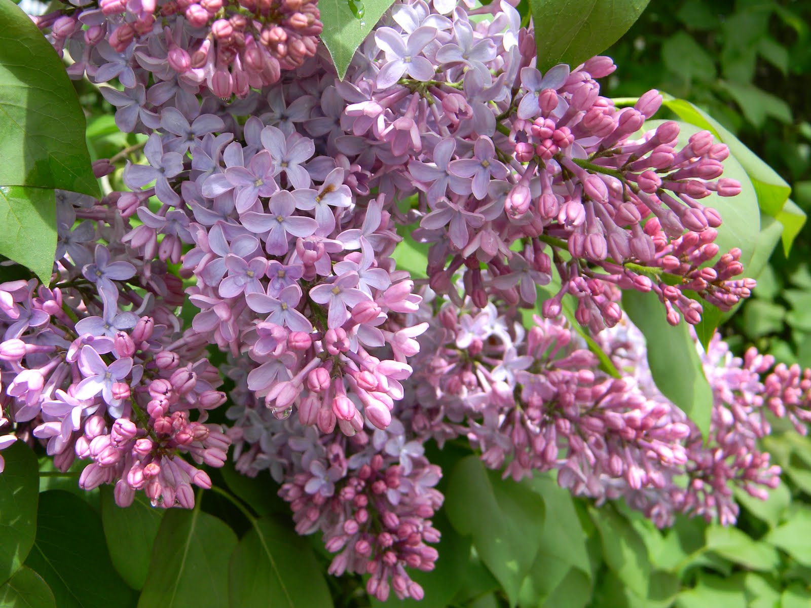 Lilacs and apple blossoms in the backyard.