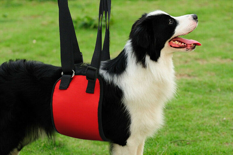 Dog Lift Support Harness Dog Collar Tags Petsmart Dog Custom Dog Collars