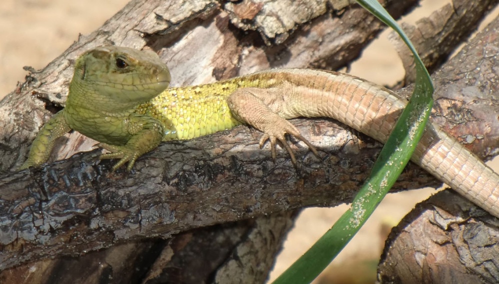 Fylde Amphibian & Reptile Group Some personal notes on rearing Sand