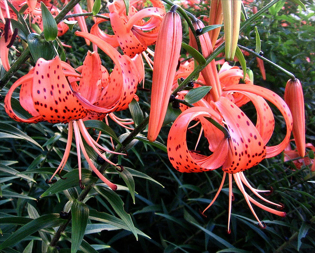 In Asia, Tiger lilies are cultivated for its edible bulbs. Some plant