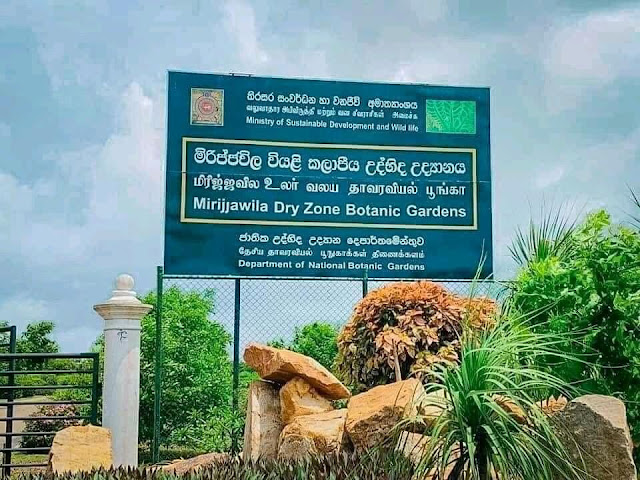 වසර 131 පසු නිර්මාණය වූ - මිරිජ්ජවිල 🎋🍃🌱🐝🦋 (Mirijjawila Dry Zone Botanical Garden) - Your Choice Way