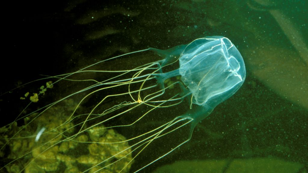 How painful is a Box jellyfish sting? Is the box jellyfish deadly creature?