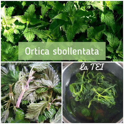 Ortica come cucinarla