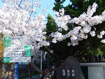 大倉幕府跡の桜