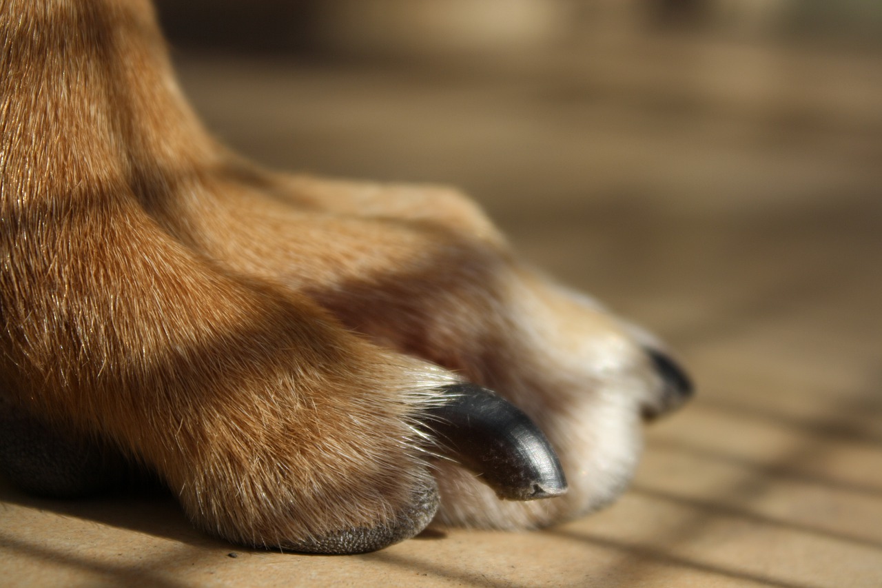 Best Dog Supplements For Itchy Skin best-dog-supplements-for-itchy-skin