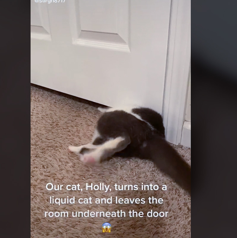 Standard domestic cat slides through 3inch gap under interior door
