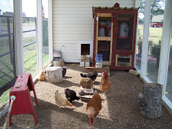 chicken farmhouse chickens
