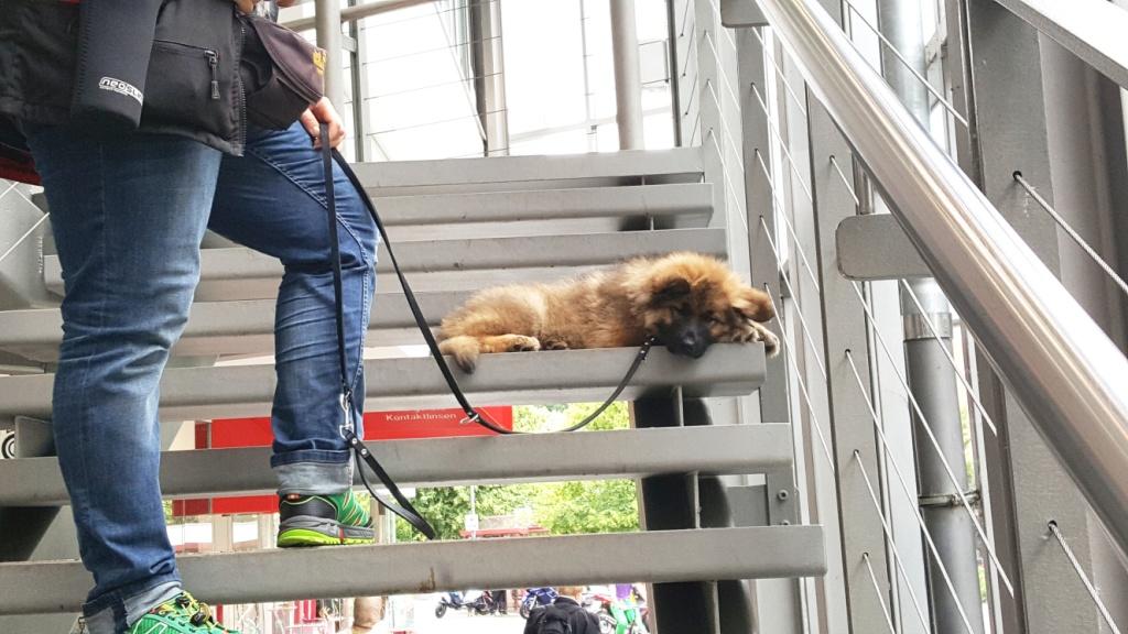 SignalHund Blog Ich sag�s Euch ehrlich! &quot;Atme doch mal!&quot; oder